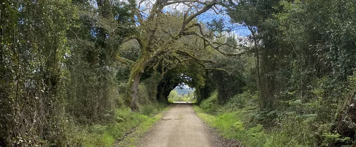 Imagen de un camino de tierra flanqueado por árboles